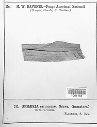 Sphaeria sarraceniae image